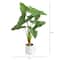 3.5ft. Arrowhead Philodendron in White Decorative Planter